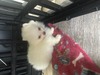 Charlie’s puppies are available